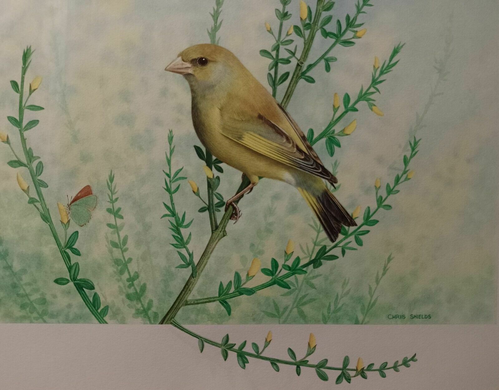 Signed Original Ornithology Gouache Painting Of Bird Greenfinch Chris Shields photo vintage