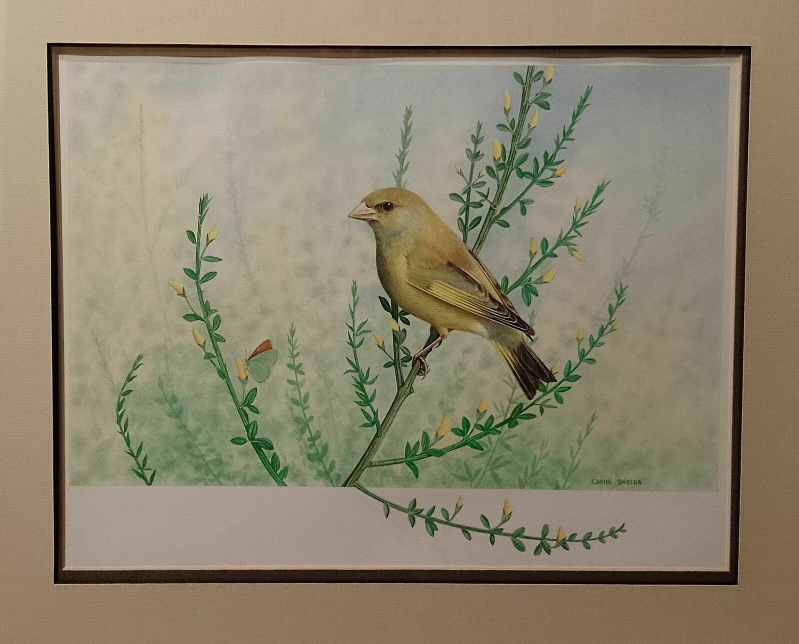 photo buy Signed Original Ornithology Gouache Painting Of Bird Greenfinch Chris Shields