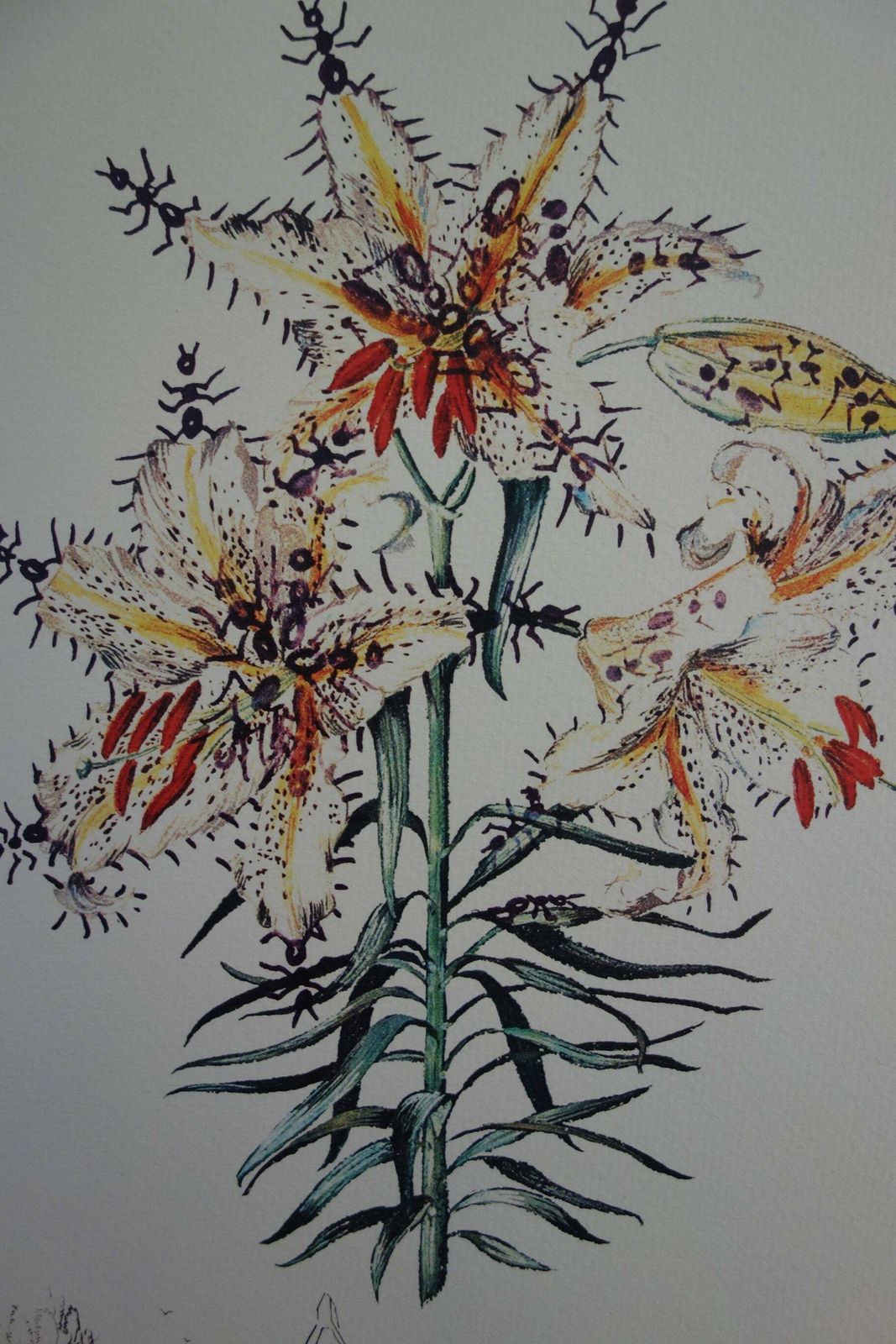 Fine Surrealist Limited Edition Print, Surreal Flower, Salvador Dali, Signed & Numbered In Pencil photo furniture