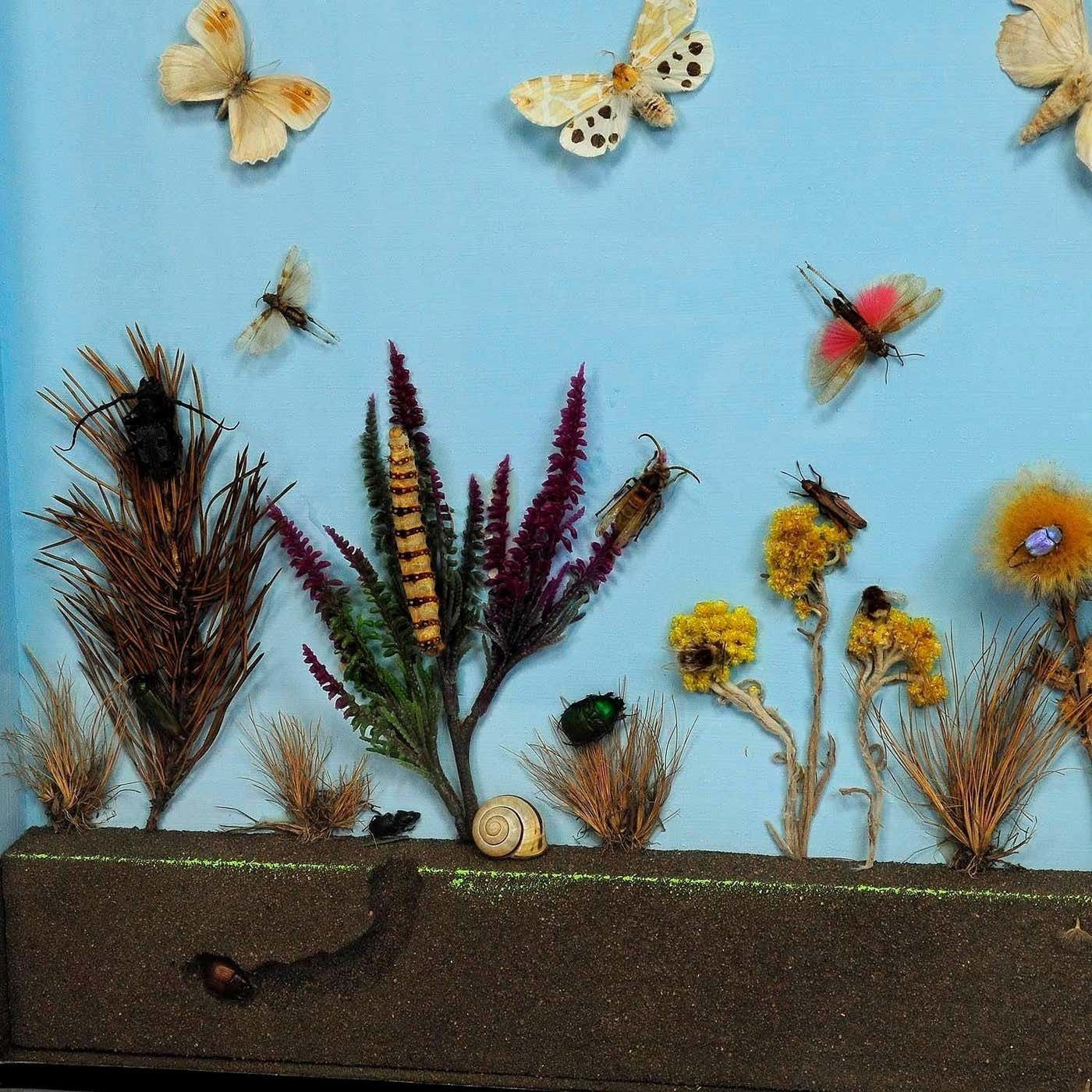 Great Vintage School Teaching Display Of The Insects Of The Heath photo vinterior