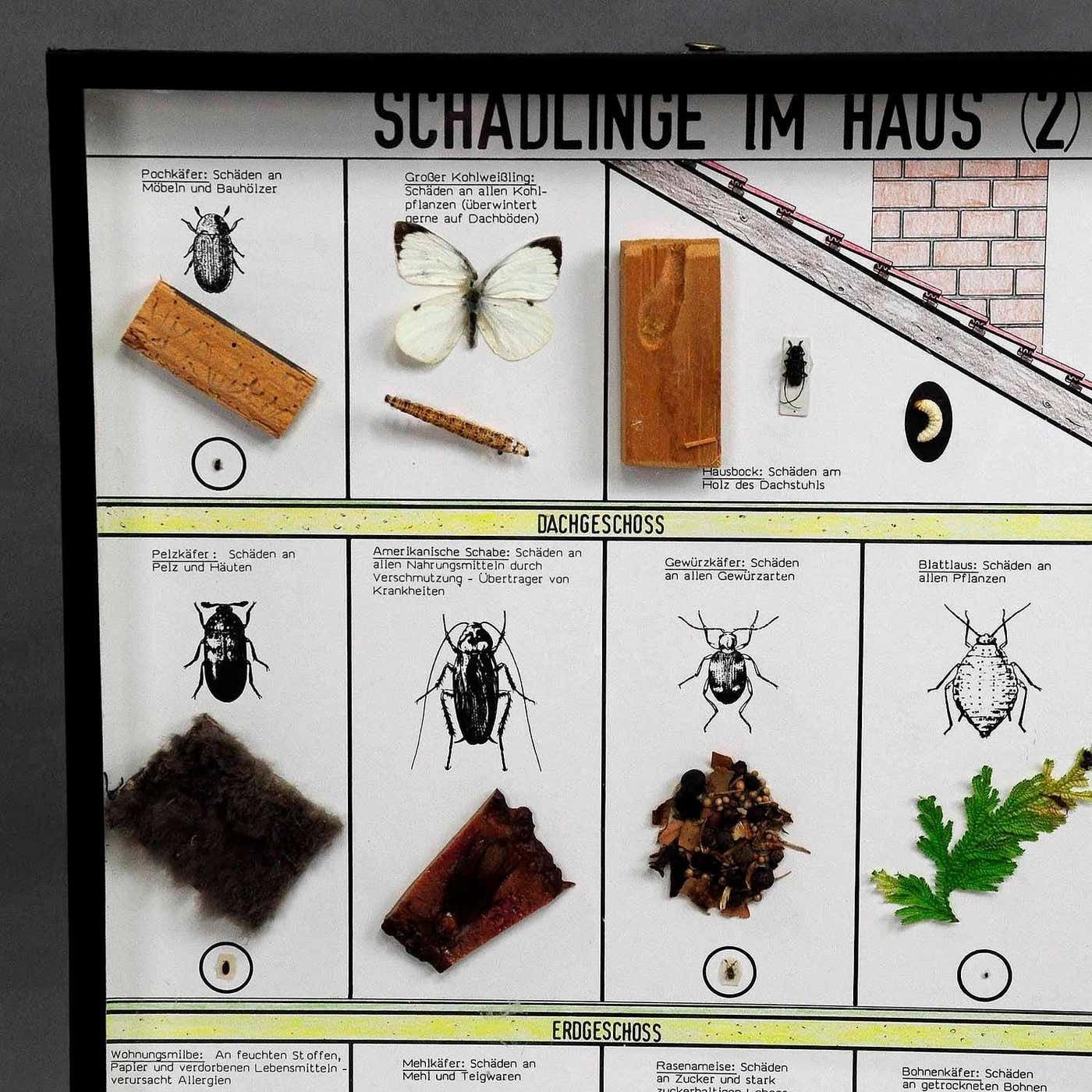 Great Vintage School Teaching Display Of Household Pests photo for sale