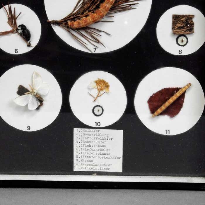 Great Vintage School Teaching Display Vermins In The Garden And Forest photo 333.0