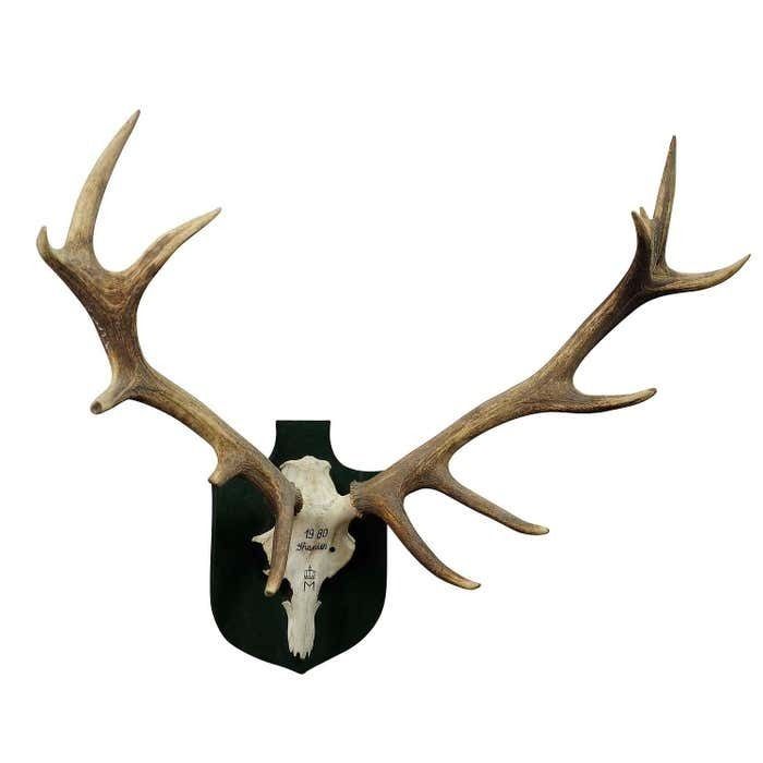 Large Deer Trophy From A Noble Estate, Uneven 14 Ends photo furniture