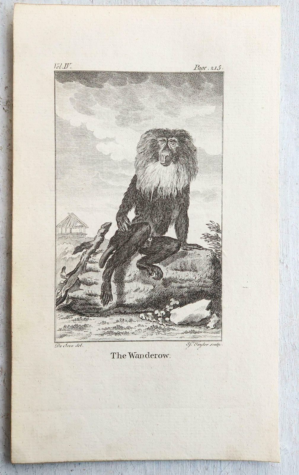 Set Of 8 Original Antique Prints Of Monkey's, Circa 1780 photo furniture