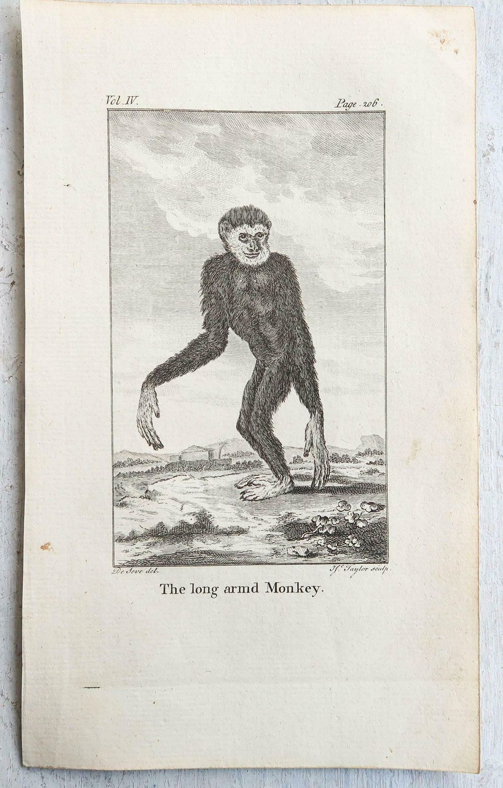 Set Of 8 Original Antique Prints Of Monkey's, Circa 1780 photo Art