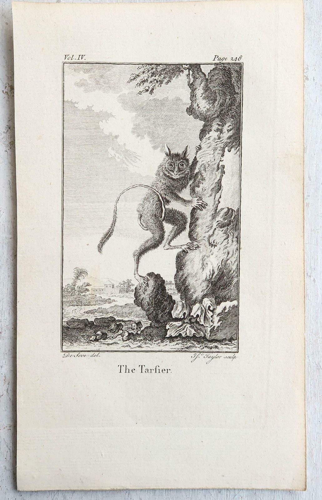 Set Of 8 Original Antique Prints Of Monkey's, Circa 1780 photo vintage