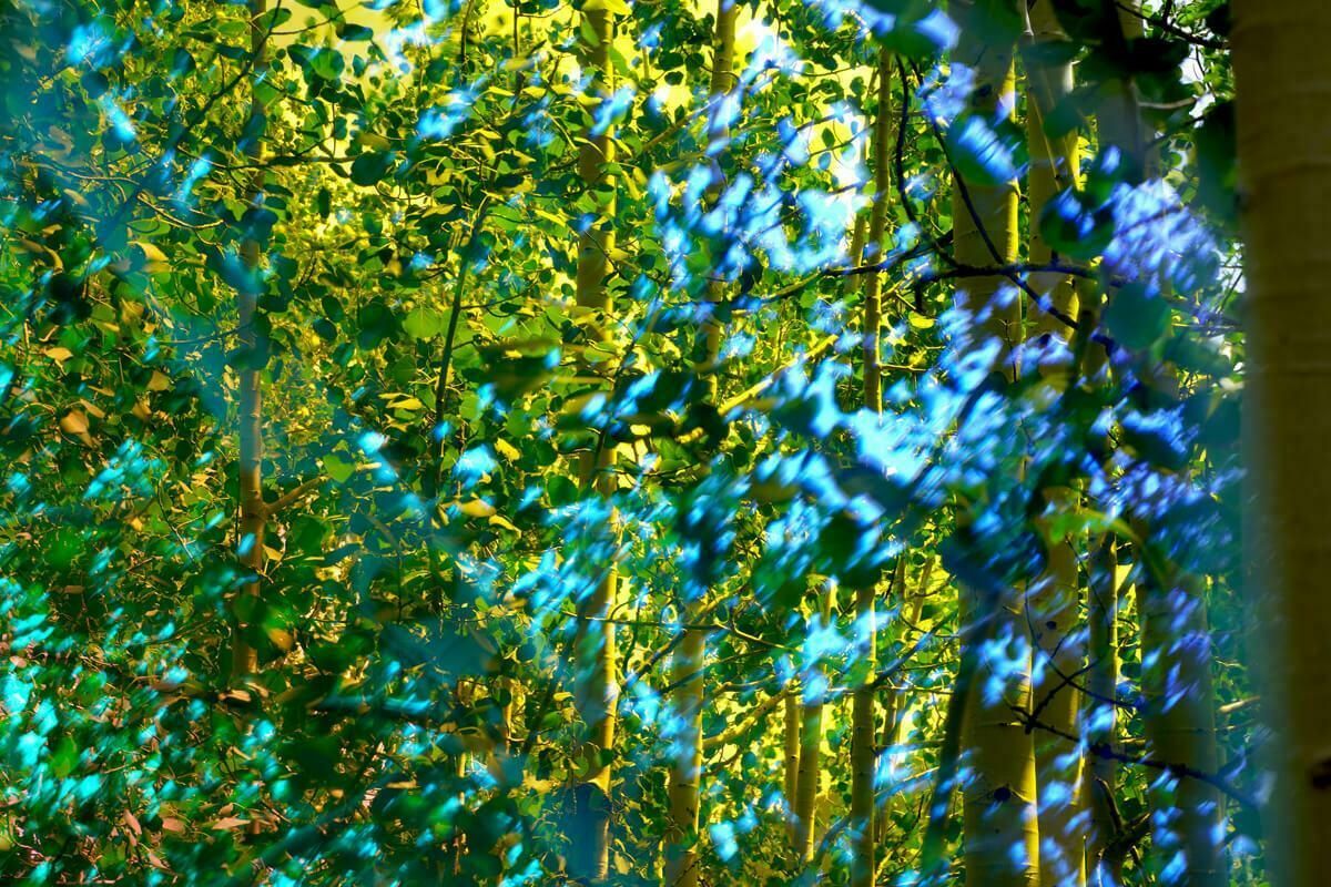 Karine Laval Pando #6, 2018, Karine Laval   Jungle, Woodland, Trees, Color Photography