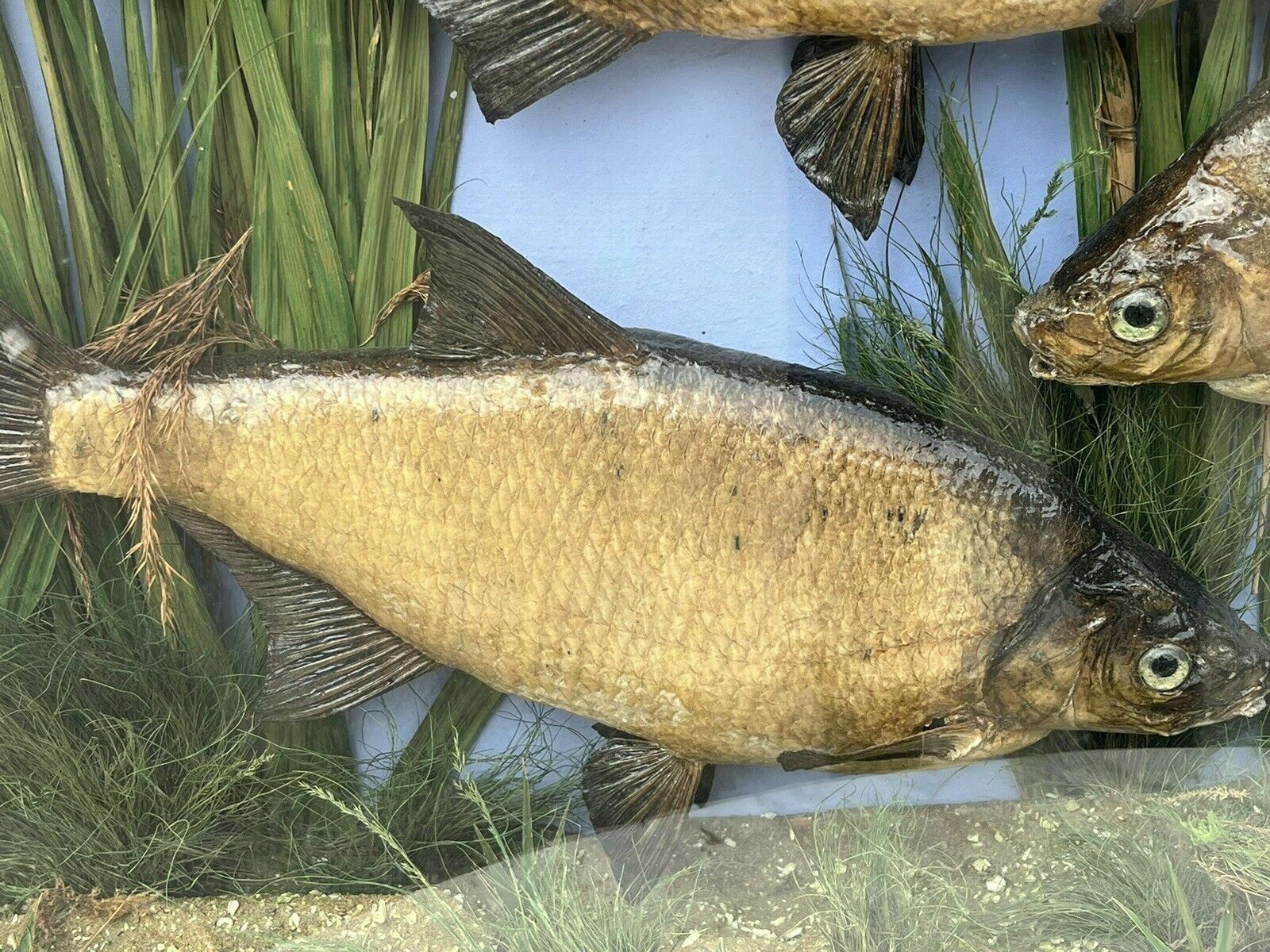 Taxidermy Bream, Bow Front Case, Caught By F.Britton 1906, Large & Exceptional photo vinterior