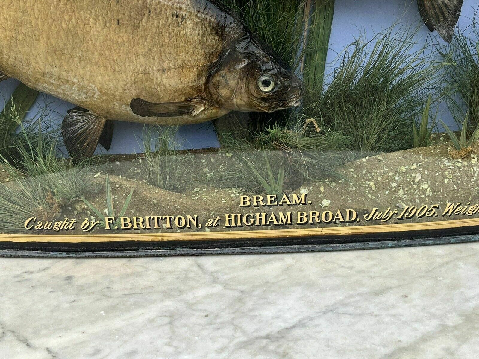 Taxidermy Bream, Bow Front Case, Caught By F.Britton 1906, Large & Exceptional photo vintage