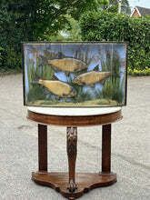 photo vintage Taxidermy Bream, Bow Front Case, Caught By F.Britton 1906, Large & Exceptional