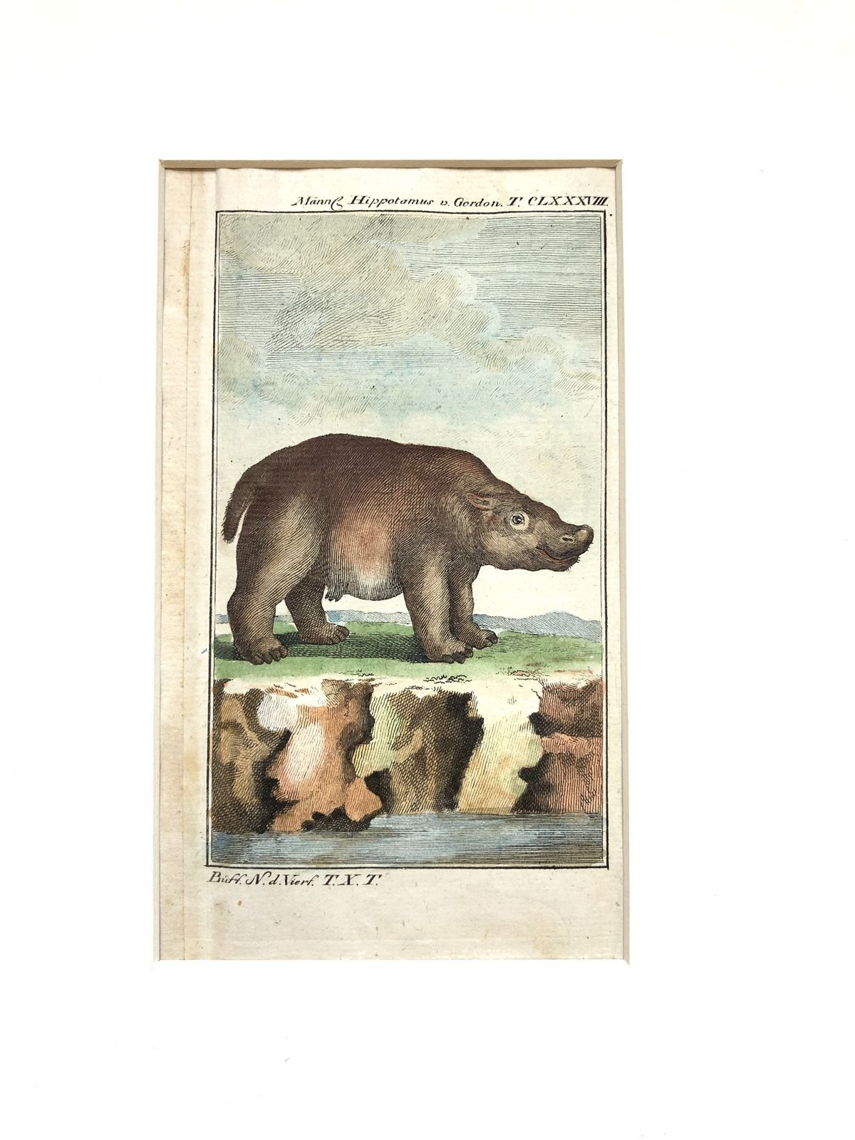 Gilt Framed Pair Of Rare 18th Century Animal Hippo Engravings By Buffon photo Art