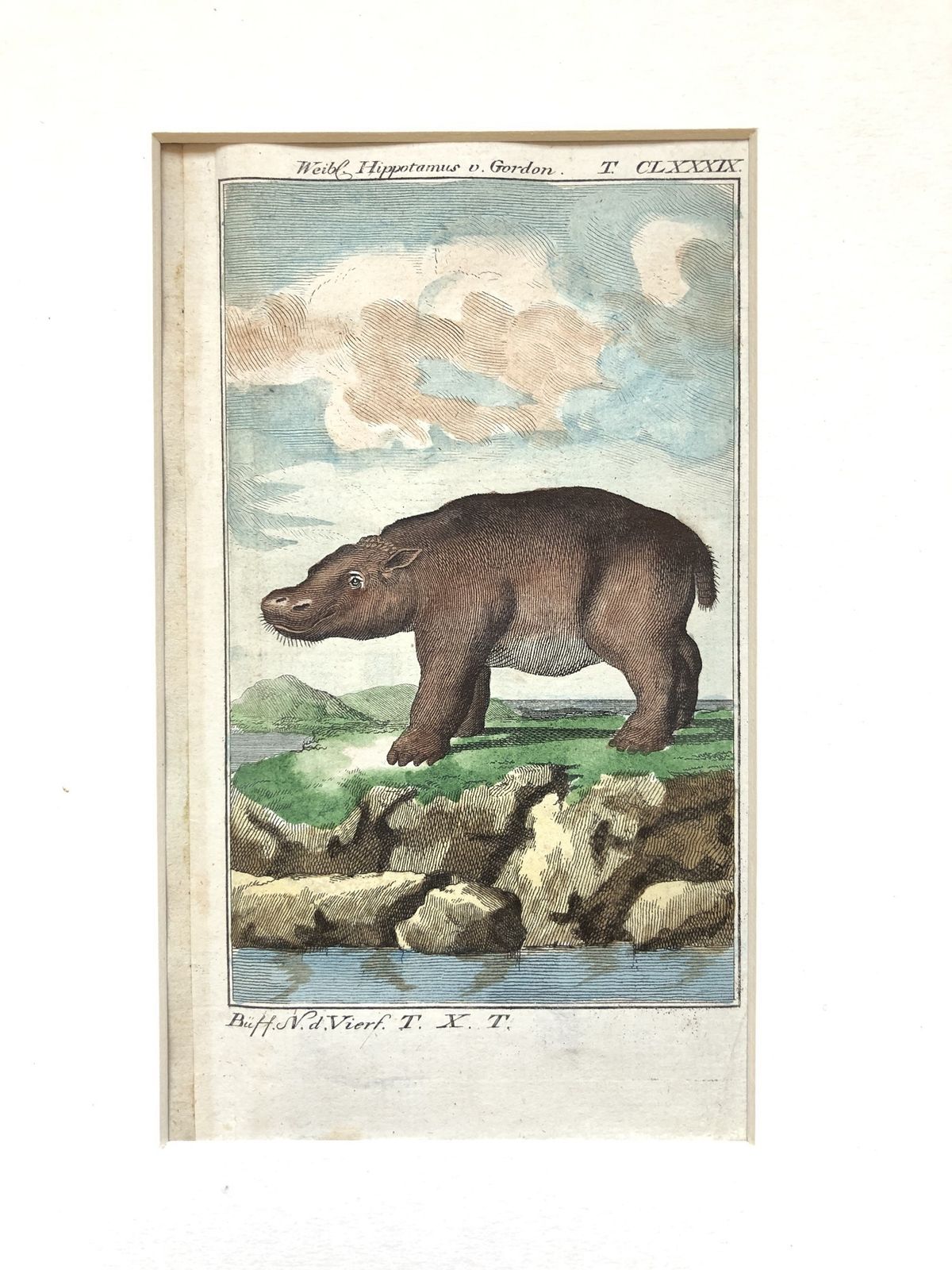 Gilt Framed Pair Of Rare 18th Century Animal Hippo Engravings By Buffon photo 575.0