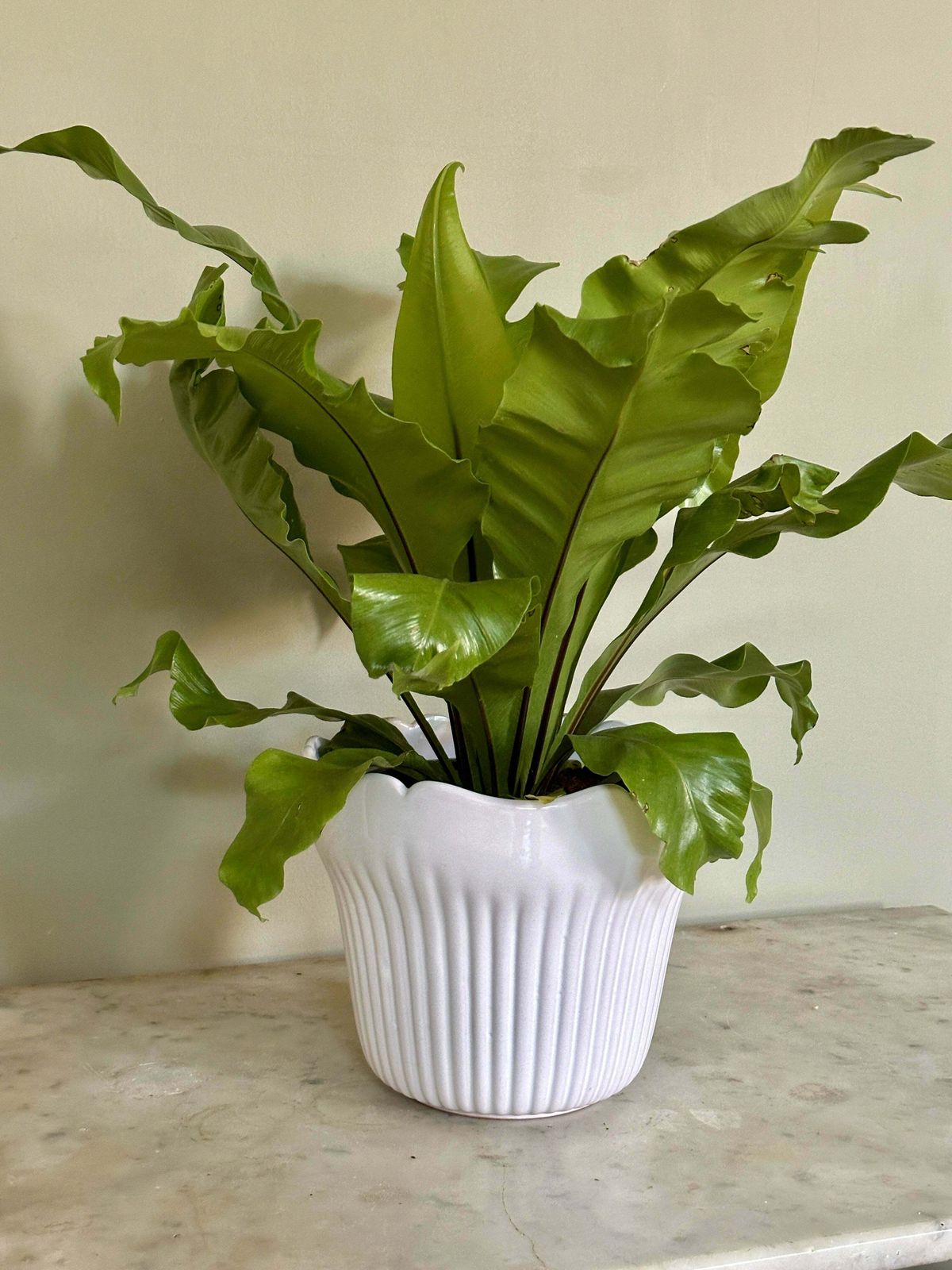 White French Majolica Jardiniere photo furniture
