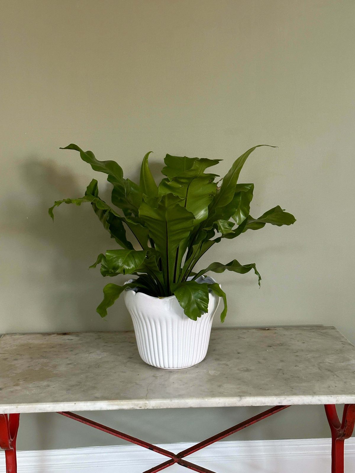 White French Majolica Jardiniere photo for sale