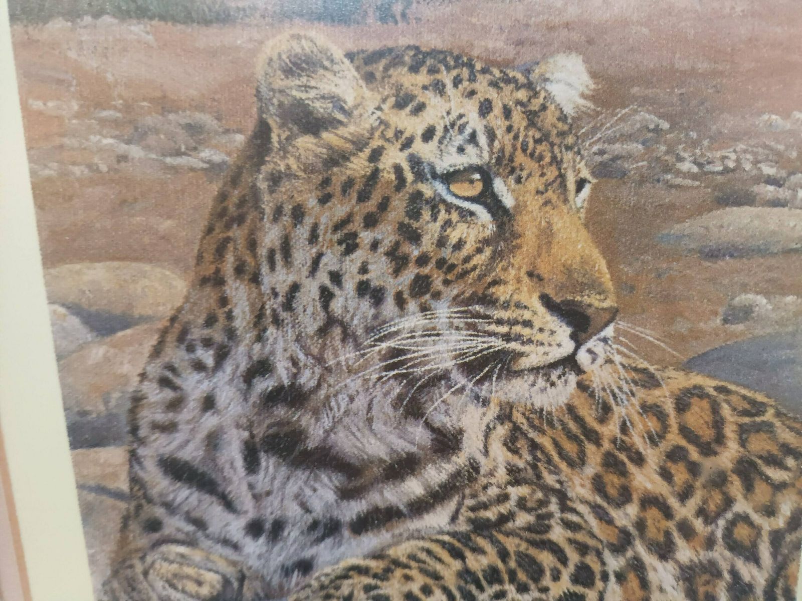 Vintage Leopard Print Signed Print Of A Leopard Anthony Gibbs Framed Signed Ltd Edition photo 125.0