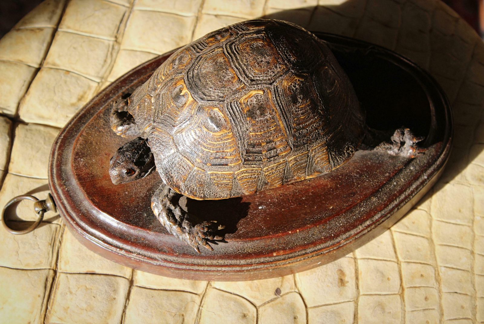 19th Century Early Victorian Tortoise Mount On Oak Oval Taxidermy Curio photo furniture