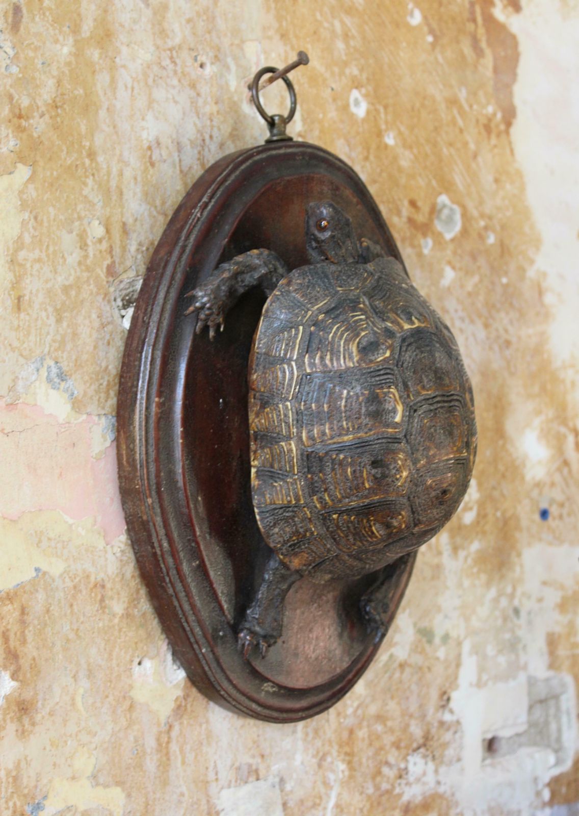 photo furniture 19th Century Early Victorian Tortoise Mount On Oak Oval Taxidermy Curio