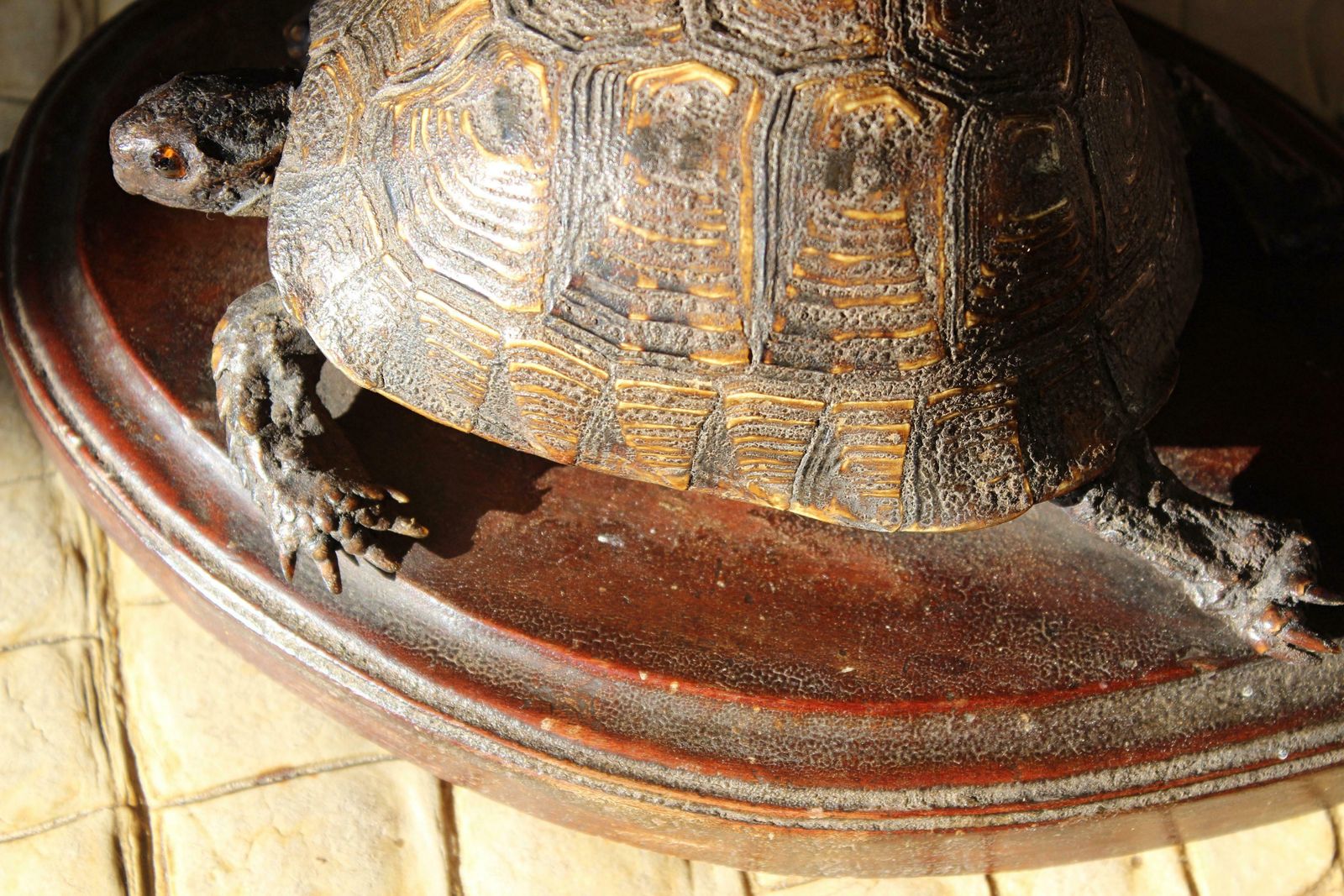 photo vinterior 19th Century Early Victorian Tortoise Mount On Oak Oval Taxidermy Curio