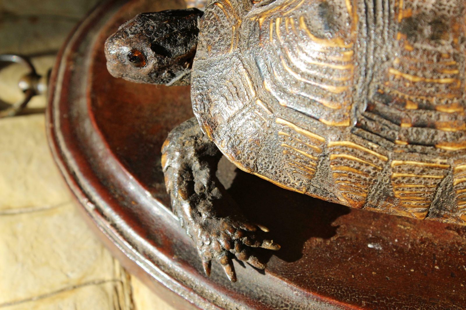 photo buy 19th Century Early Victorian Tortoise Mount On Oak Oval Taxidermy Curio