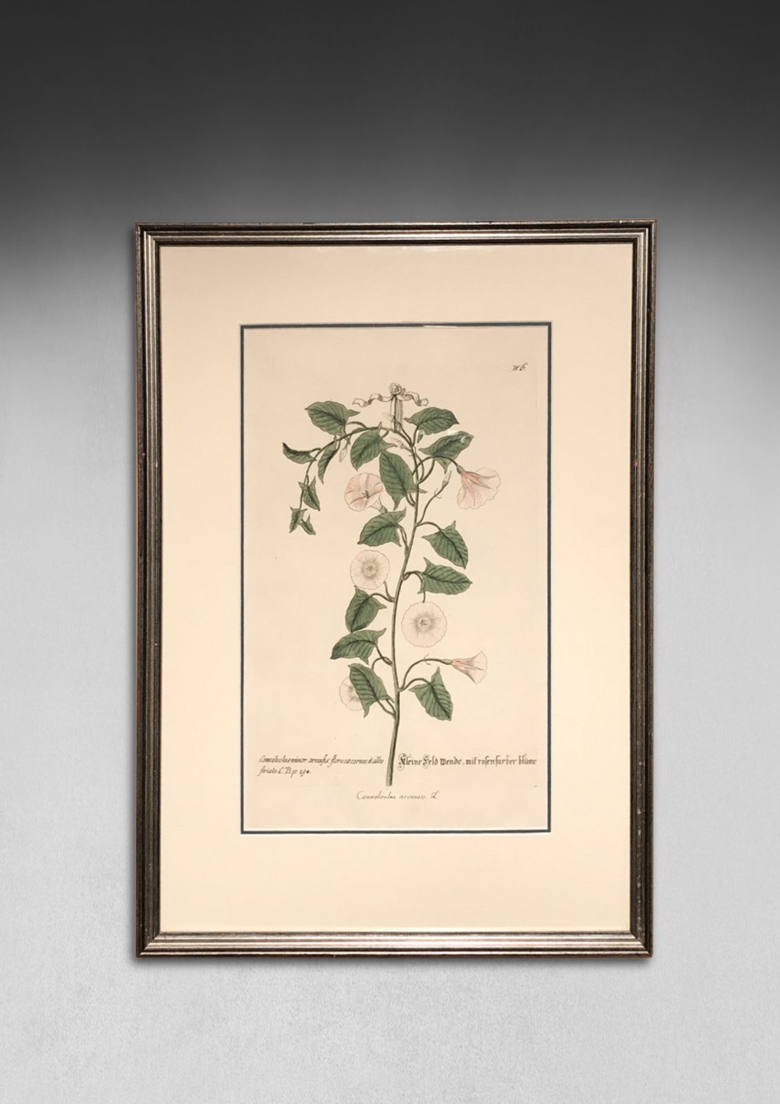 Pair Of Hand Coloured Botanical Engravings By Georg Wolfgang Knorr photo furniture
