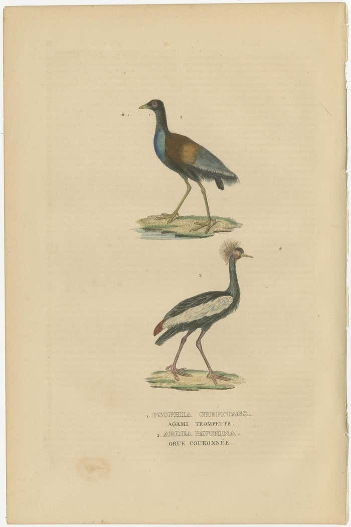 Old Bird Print Of The Grey Winged Trumpeter And Black Crowned Of Kaffir Cra photo for sale