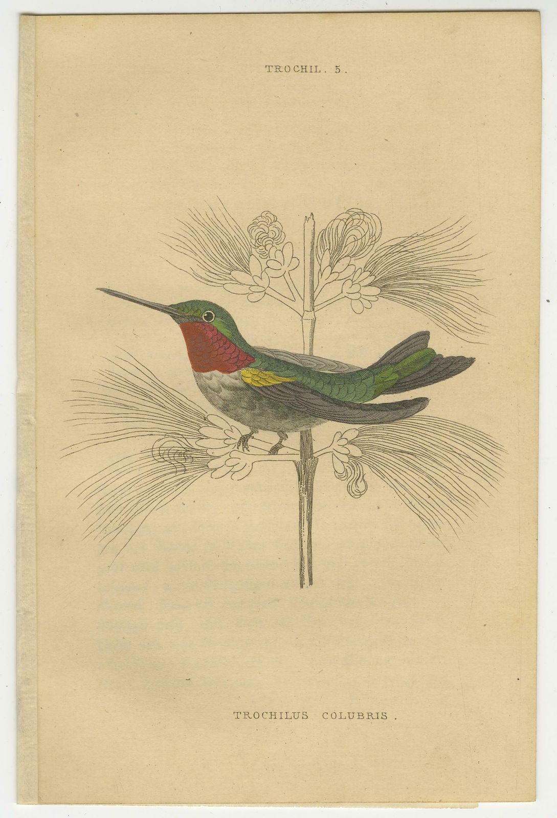 Hummingbird Bird Prints, Handcolored Fiery Tailed Hummingbirds By Jardine, 1837 photo 1100.0