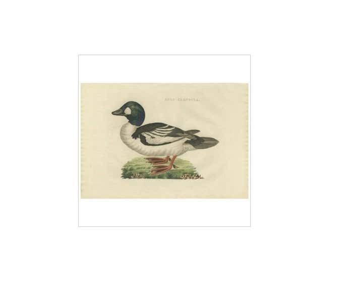 Antique Bird Print Of The Common Goldeneye By Sepp & Nozeman, 1809 photo for sale