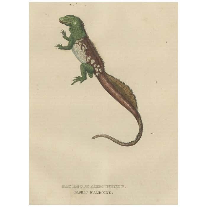Old Hand Colored Print Of A Rare Amboina Sailfin Lizard