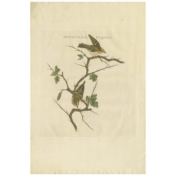 Antique Bird Print Of The Goldcrest By Sepp & Nozeman, 1797