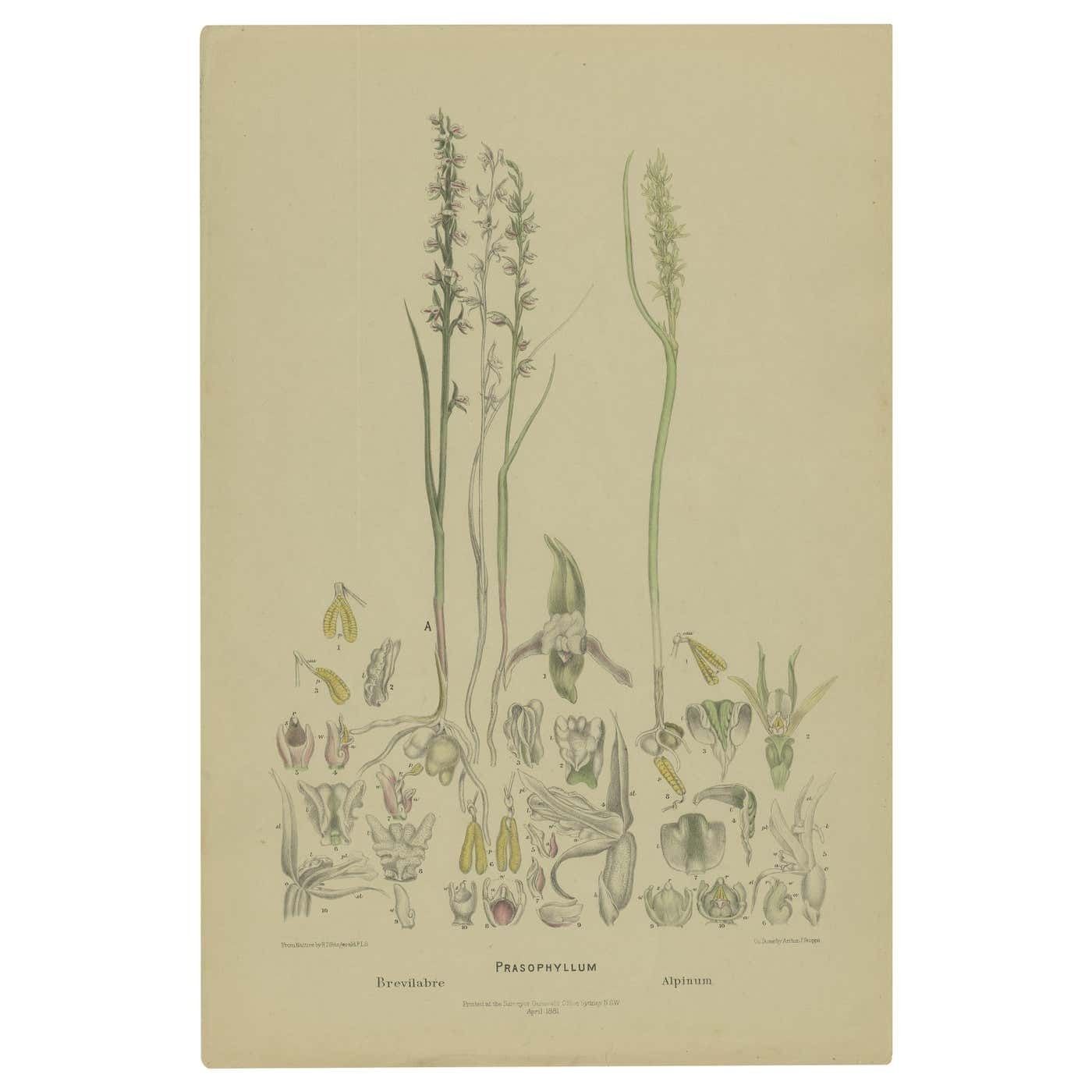Antique Botany Print Of The Short Lip Leek Orchid & Alpine Leek Orchid, '1884'