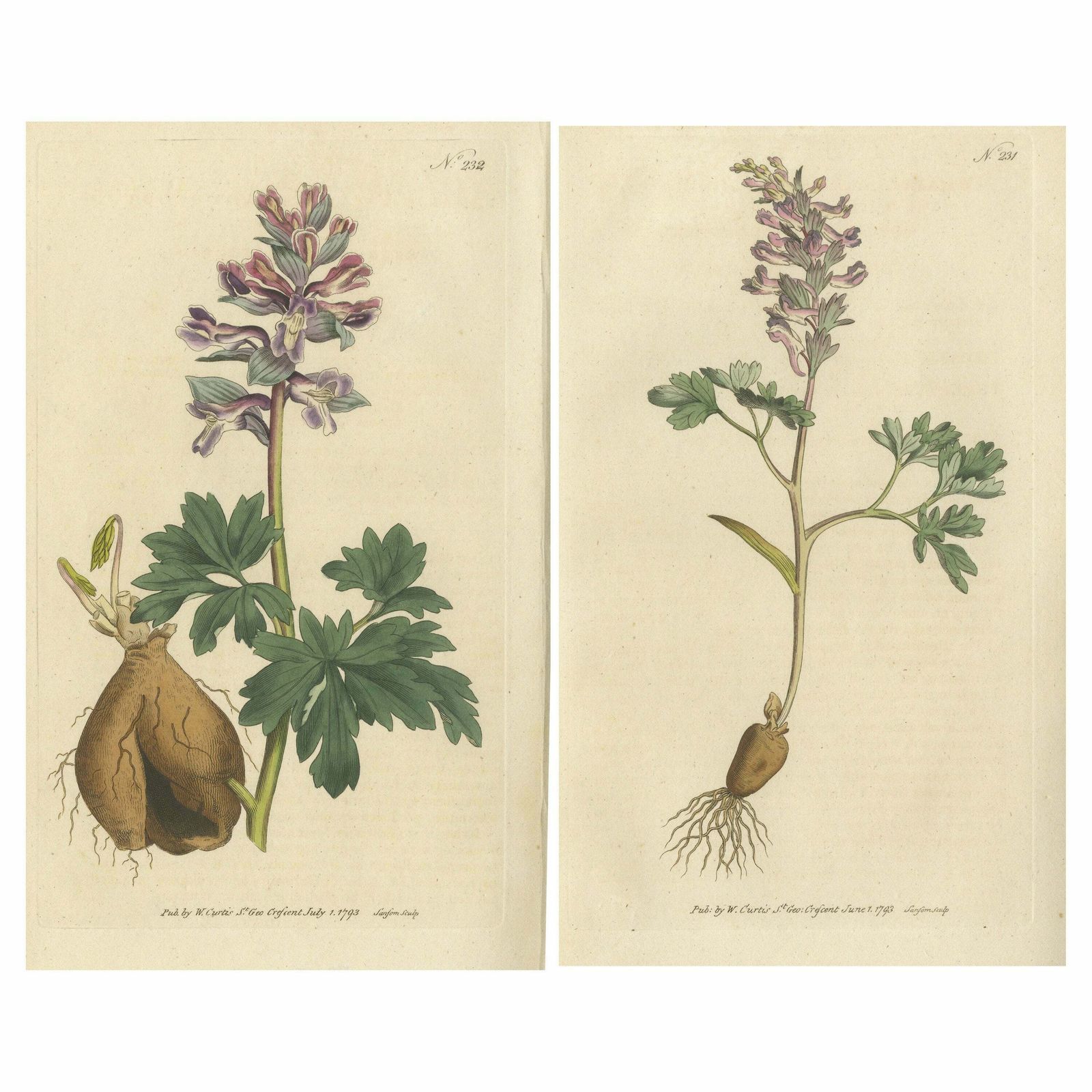 Set Of 2 Antique Botany Prints   Solid Rooted And Hollow Rooted Fumitory