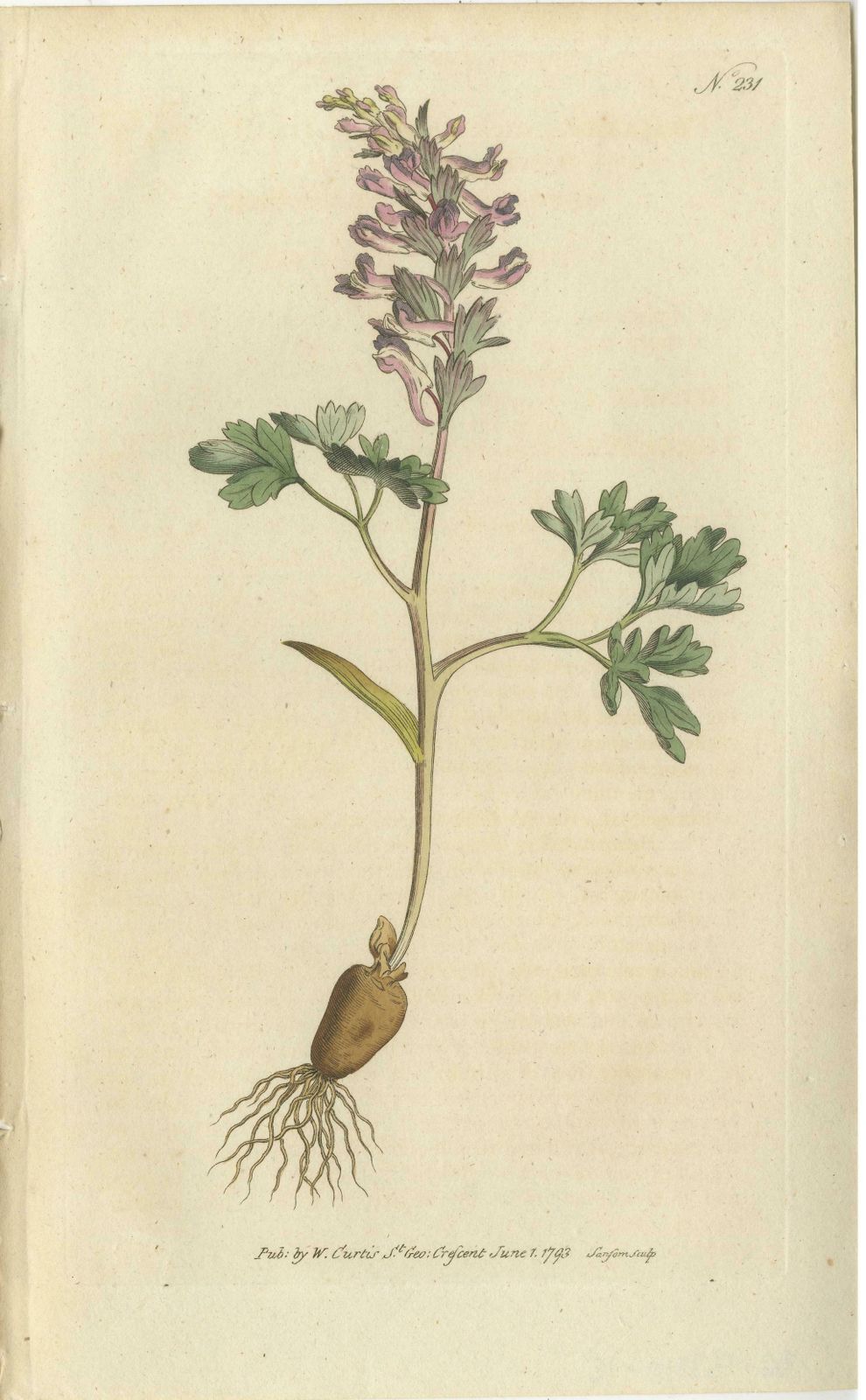 Set Of 2 Antique Botany Prints   Solid Rooted And Hollow Rooted Fumitory photo for sale