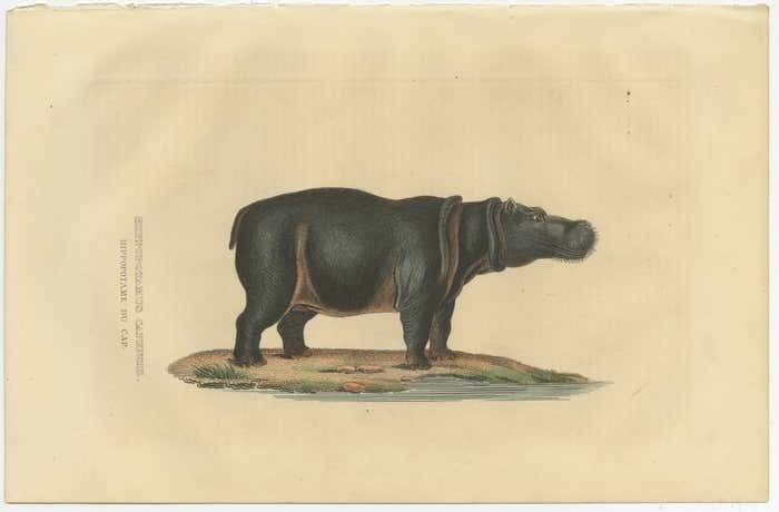 Old Print Of A Hippo, A Large Herbivorous Mammal In Sub Saharan Africa photo furniture