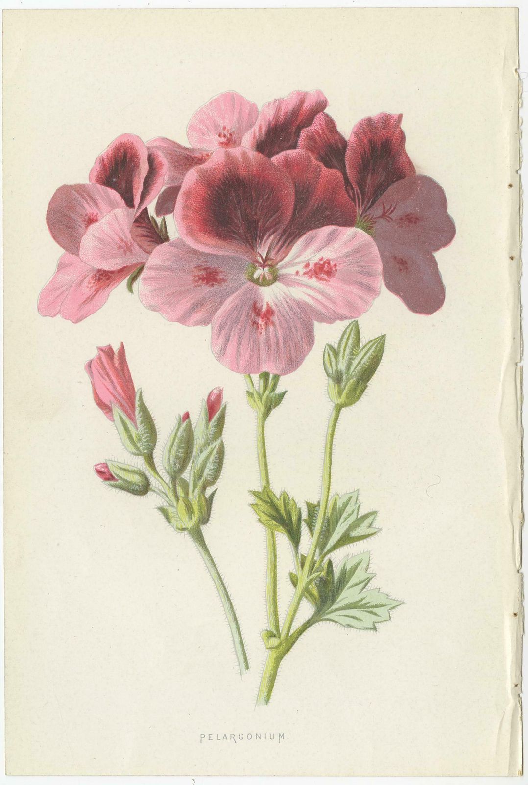 Set Of Three Botany Prints Geranium, Fuchsia, Bellenplant, Begonia photo furniture