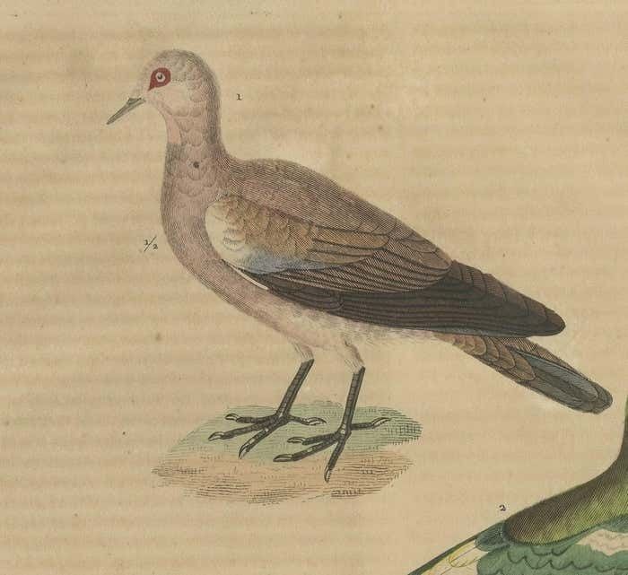 Handcolored Print Of A Ground Dove, African Green Pigeon And Crowned Pigeon photo for sale