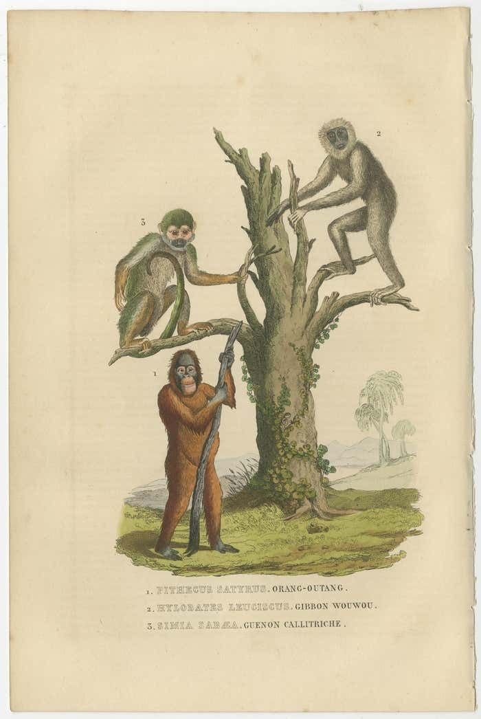 Old Print Of A Red Or Asiatic Orangoutan, Javan Silvery Gibbon And Green Monkey photo furniture