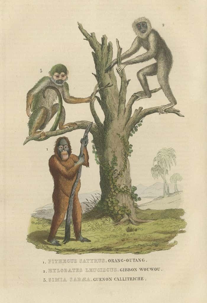 Old Print Of A Red Or Asiatic Orangoutan, Javan Silvery Gibbon And Green Monkey photo 209.0