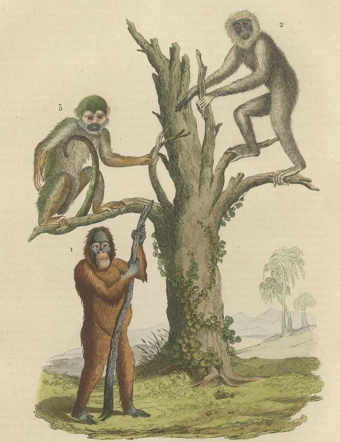 Old Print Of A Red Or Asiatic Orangoutan, Javan Silvery Gibbon And Green Monkey photo vinterior