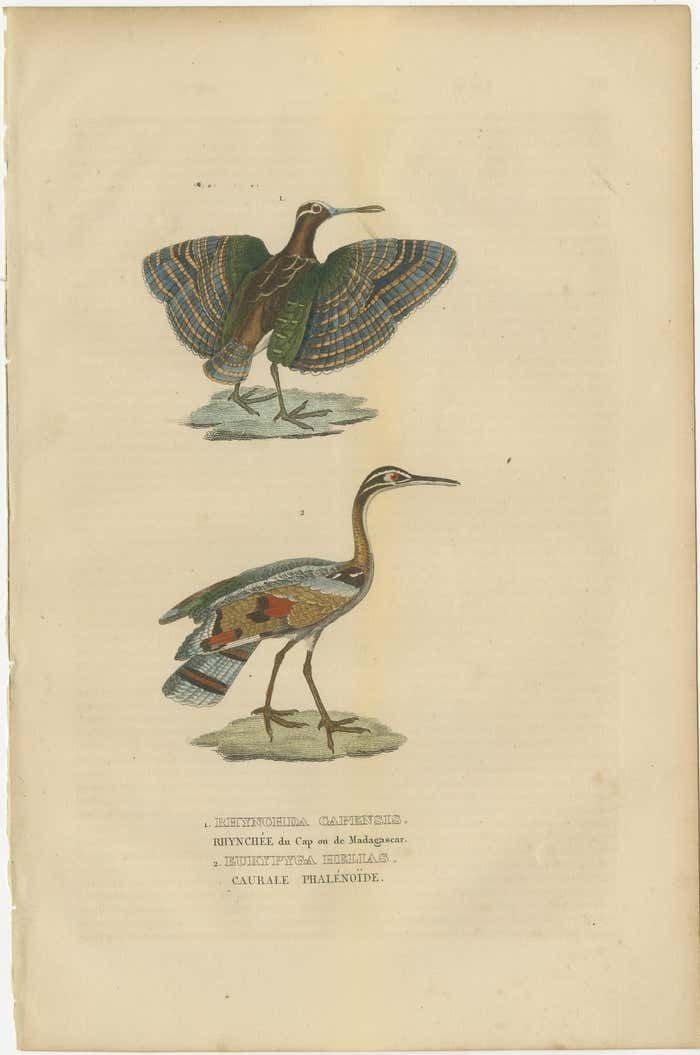Original Hand Colored Bird Print Of A Painted Snipe And Sunbittern Bird photo furniture