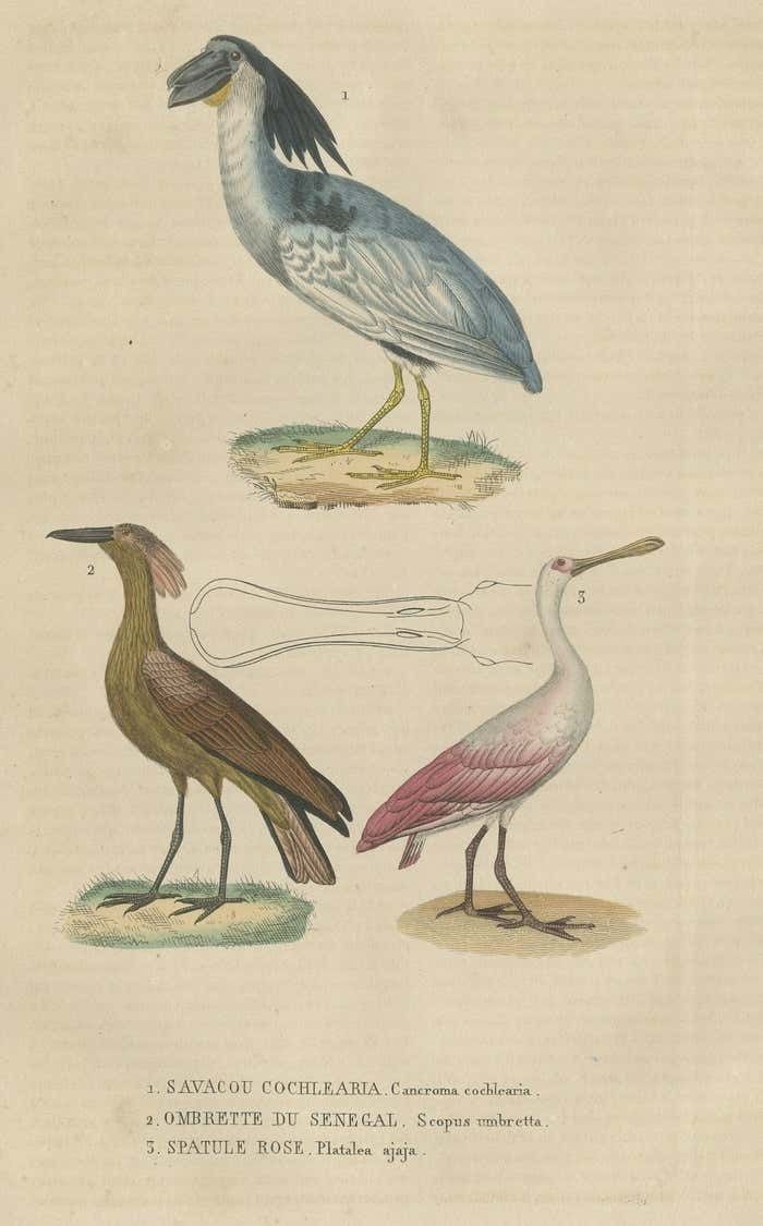 Original Hand Colored Print Of A Boatbill, Hammerhead And A Pink Spoonbill Bird photo for sale
