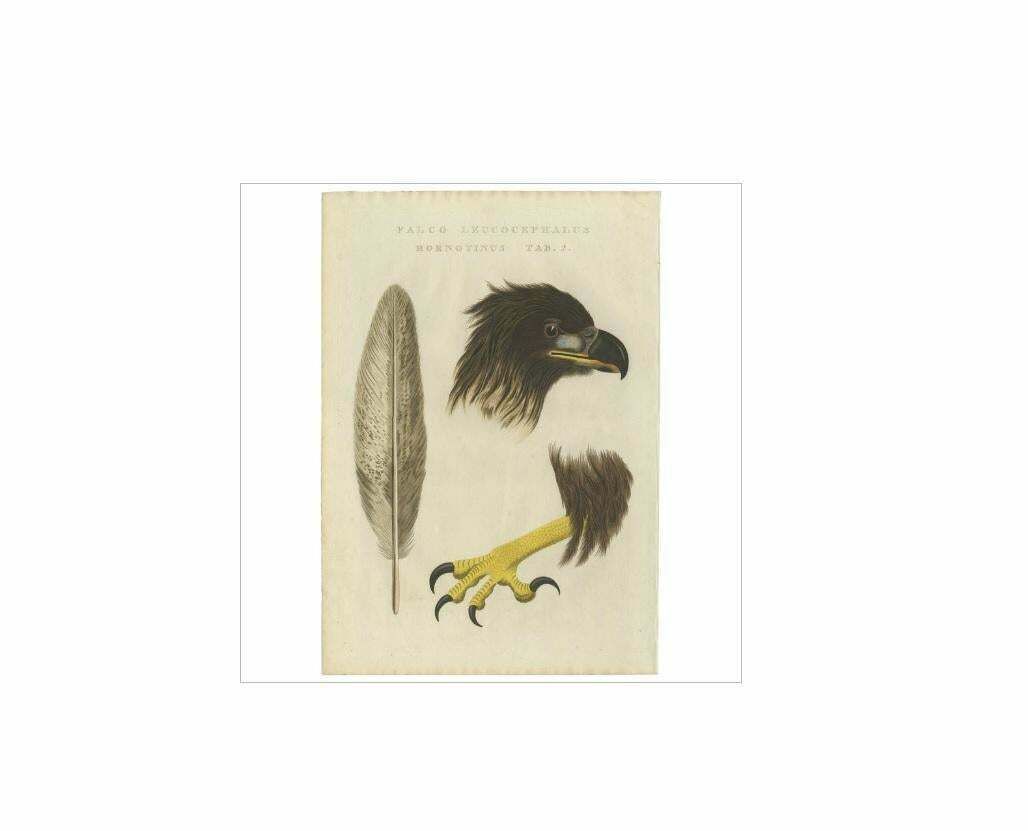 Antique Bird Print Of The White Tailed Eagle 'Tab 2.' By Sepp & Nozeman, 1829 photo for sale