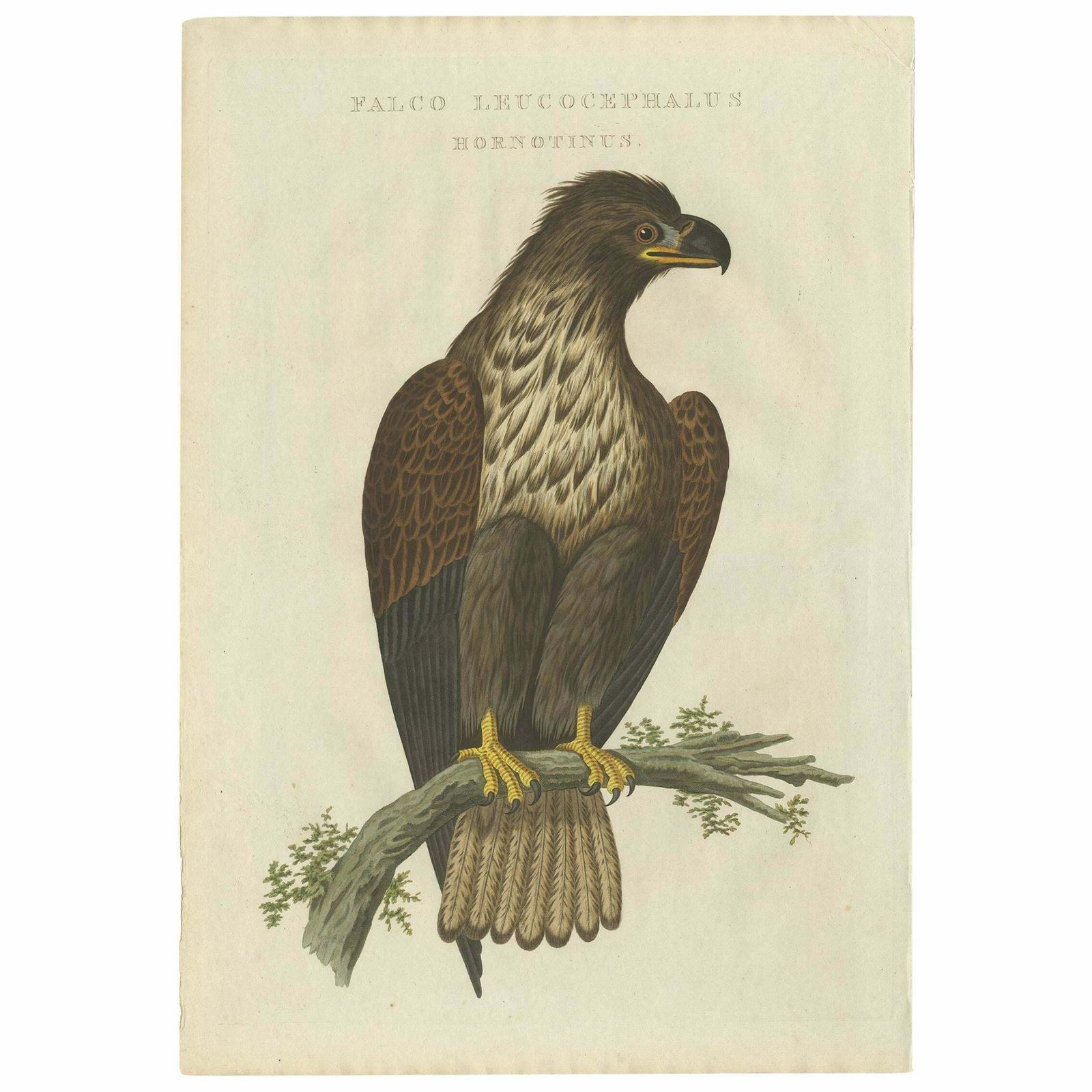 Antique Bird Print Of The White Tailed Eagle By Sepp & Nozeman, 1829
