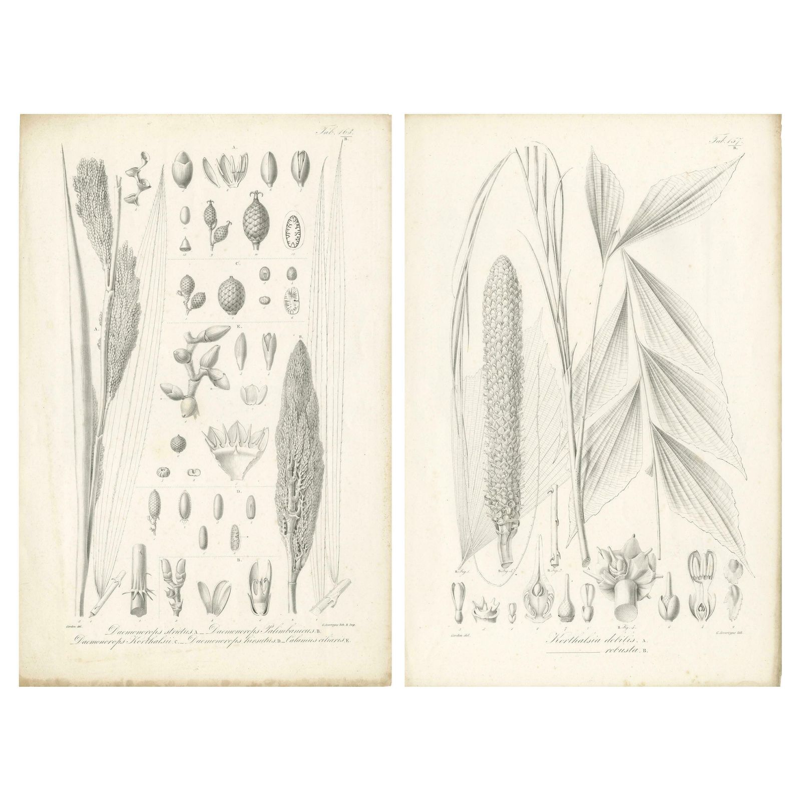 Set Of 2 Botany Prints Of Palm Species By Blume 'C.1840'
