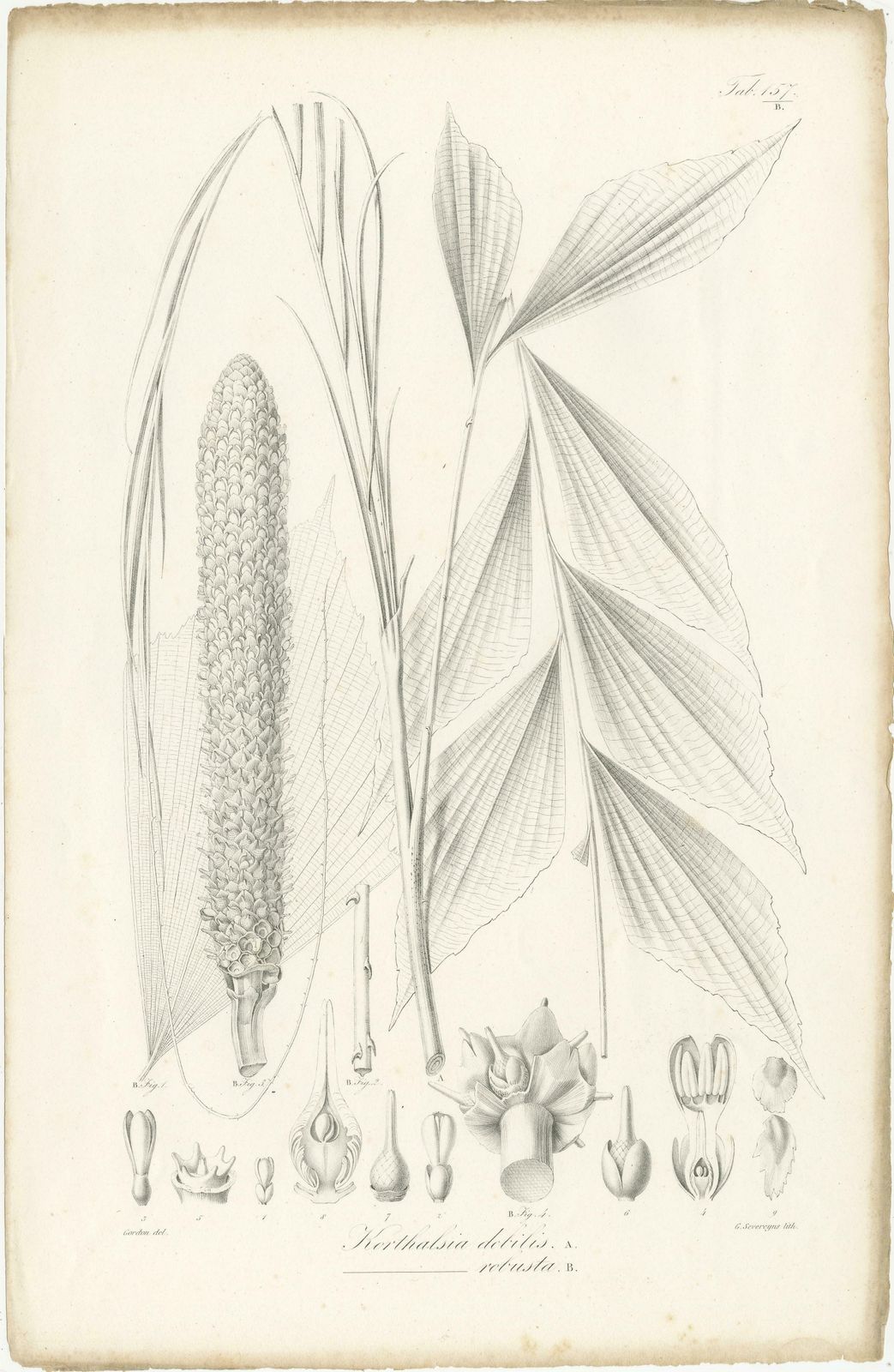 Set Of 2 Botany Prints Of Palm Species By Blume 'C.1840' photo for sale