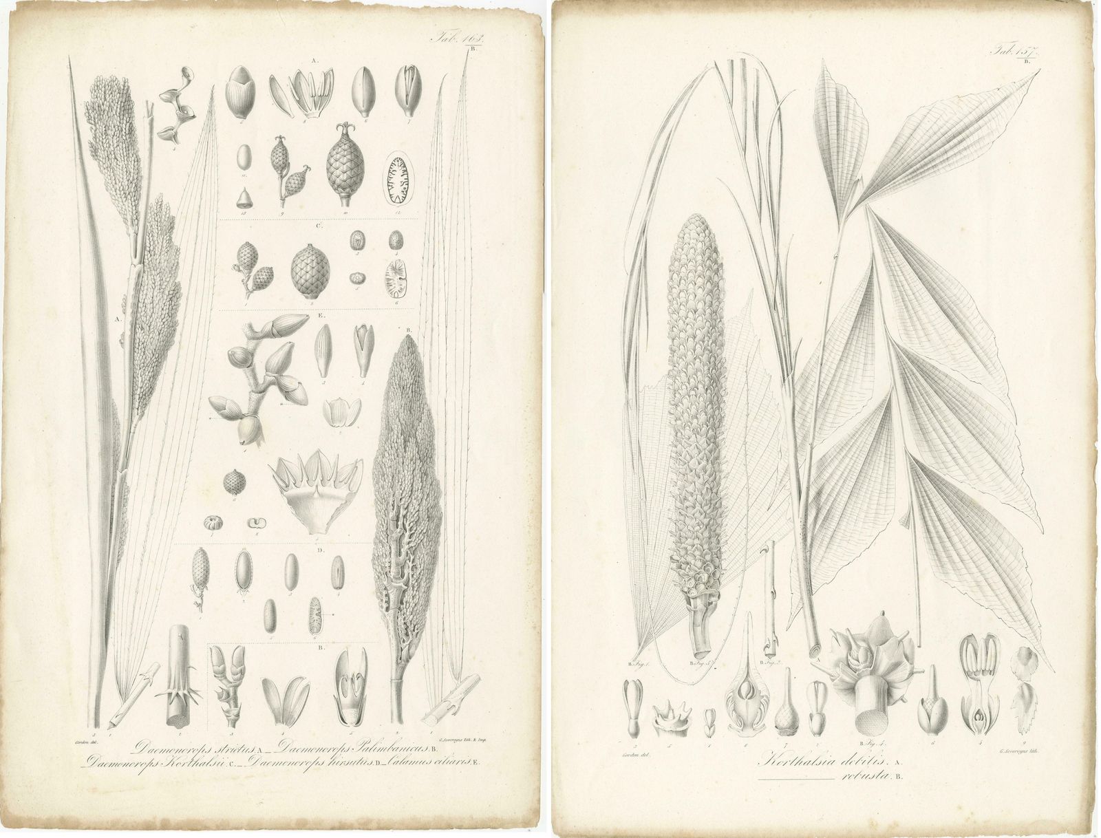 Set Of 2 Botany Prints Of Palm Species By Blume 'C.1840' photo Art