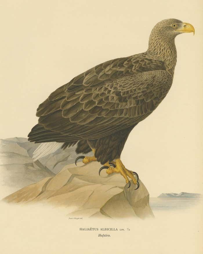 Antique Bird Print Of The White Tailed Eagle 1917 photo furniture