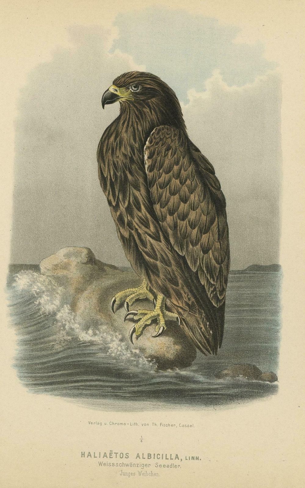 Bird Print Of The White Tailed Or Grey Or Eurasian Sea Eagle 1894 photo furniture