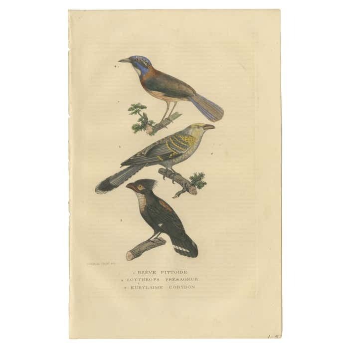 Old Bird Print Of A Pitta Ground Roller, Channel Billed Cuckoo, Dusky Broadbill