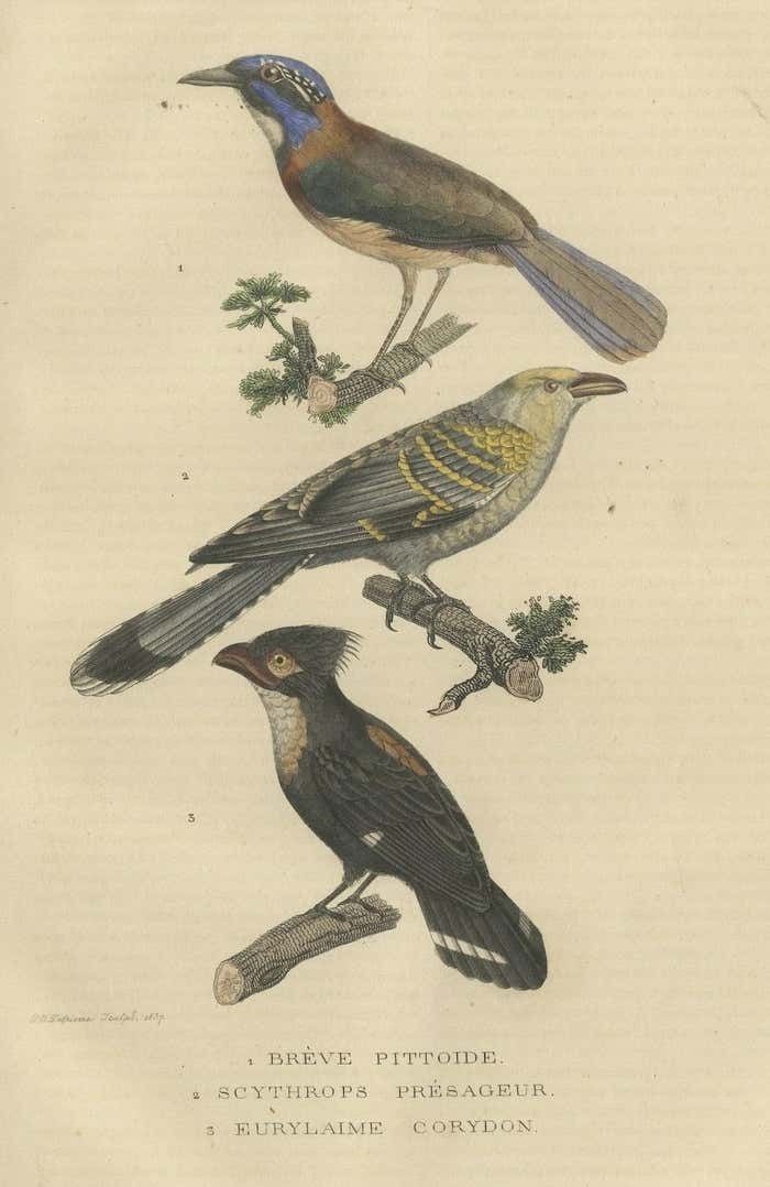 Old Bird Print Of A Pitta Ground Roller, Channel Billed Cuckoo, Dusky Broadbill photo for sale