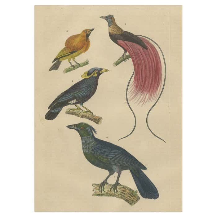 Bird Print With The Bird Of Paradise, A Masked Bowerbird & Trompetkparadijskraai